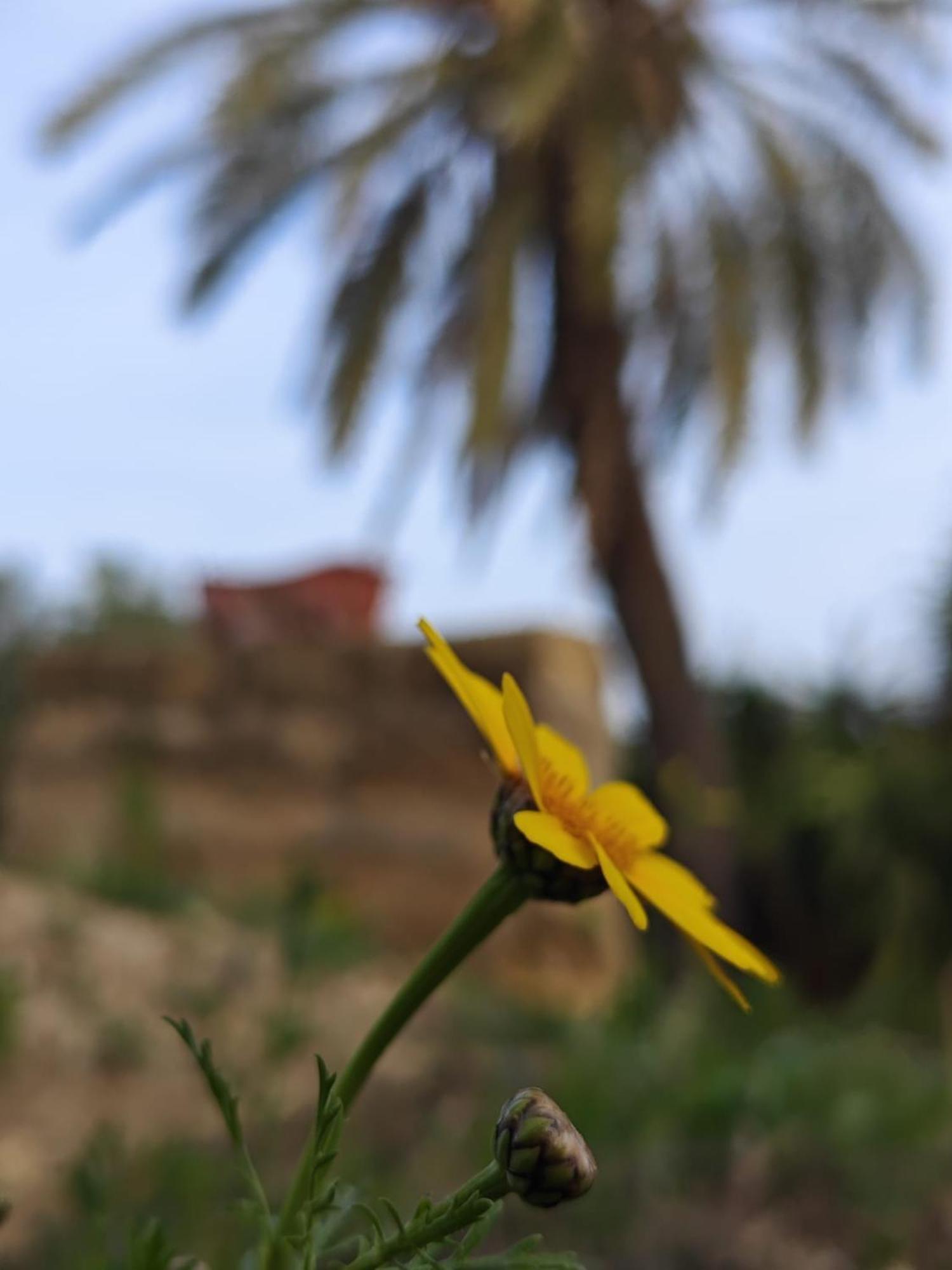 Villa Amoroso - Ospitalita Mediterranea อากริเจนโต ภายนอก รูปภาพ